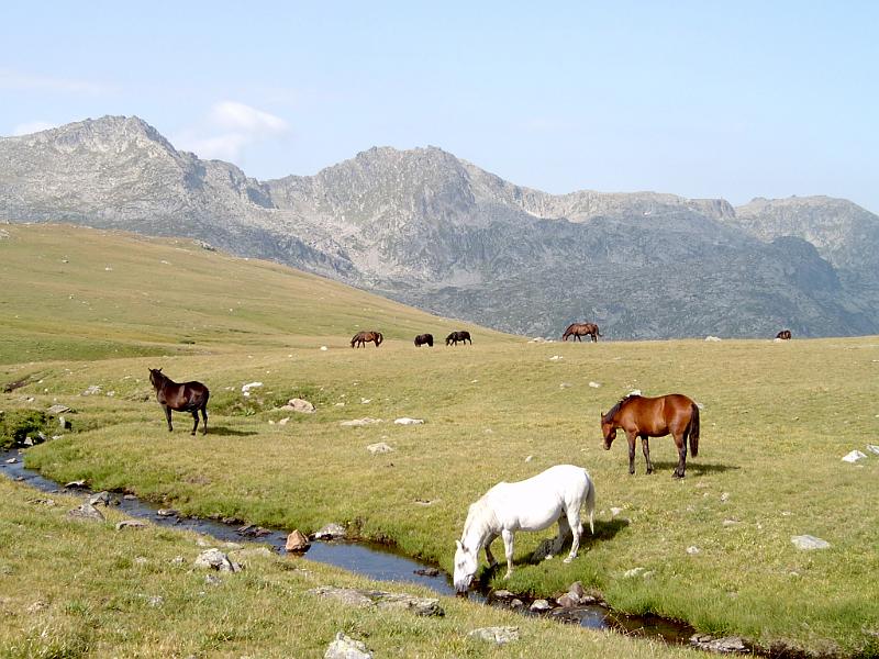pirin_a_rila_08_210.jpg